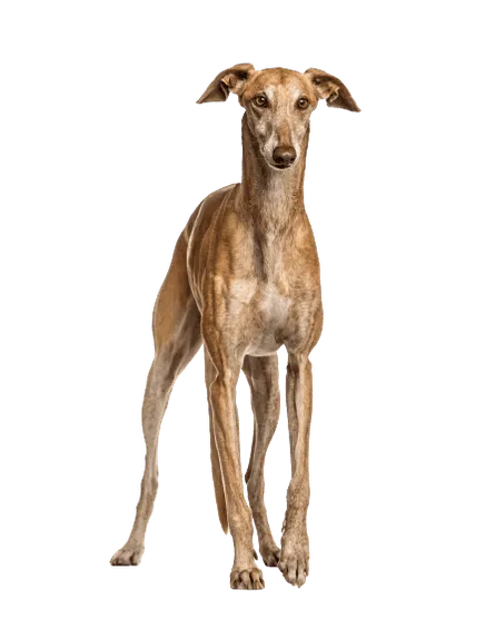 Galgo Español