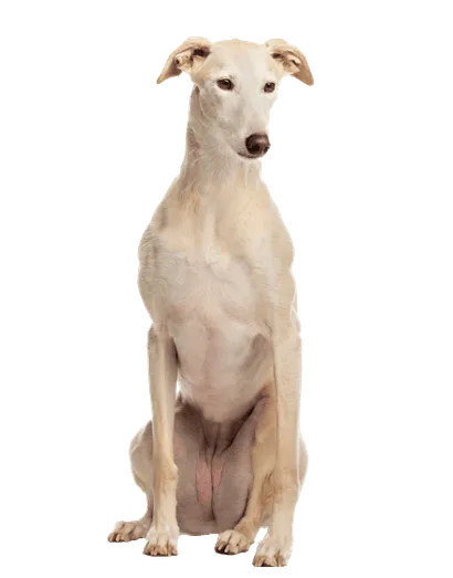 Galgo Español