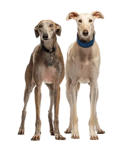 Galgo Español
