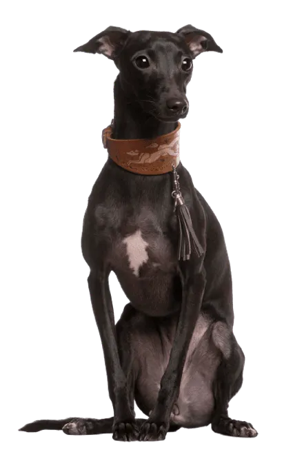 Galgo Español