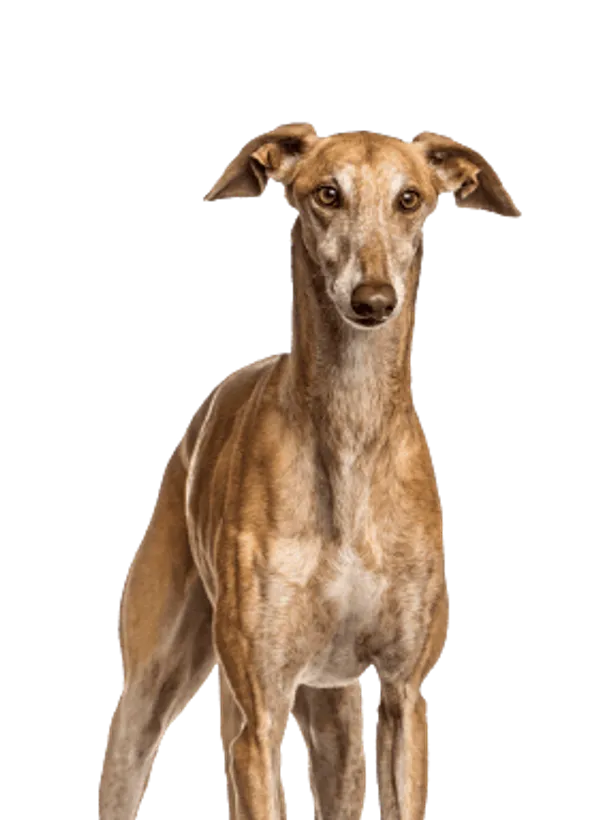 Galgo Español Bild