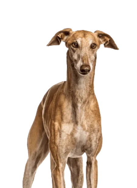 Bild für Galgo Español