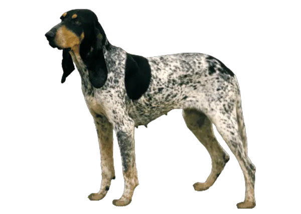 Gascon Saintongeois Bild