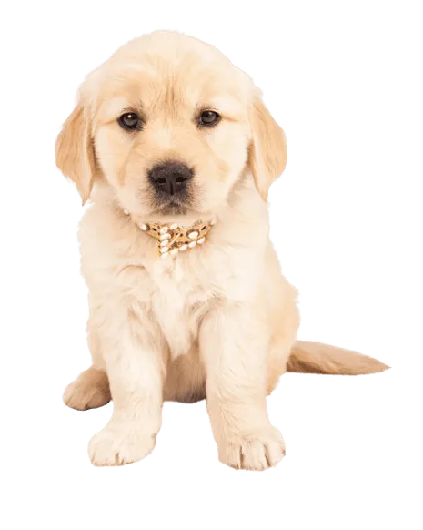 Golden Retriever Puppy