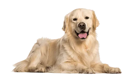 Golden Retriever 2