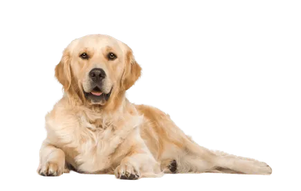 Golden Retriever 3