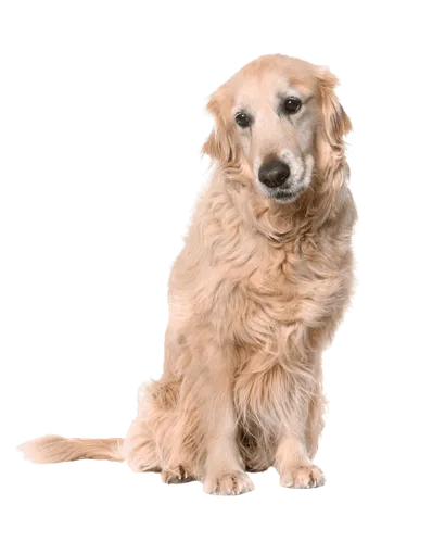 Golden Retriever Adult