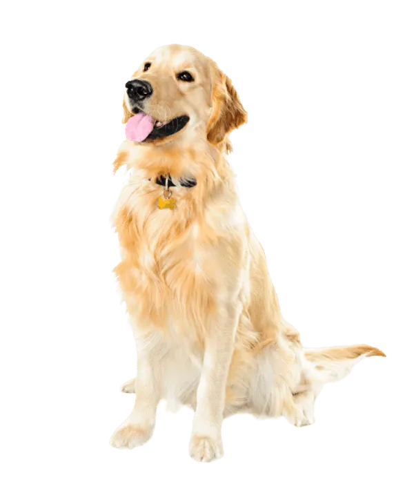 Golden Retriever Bild