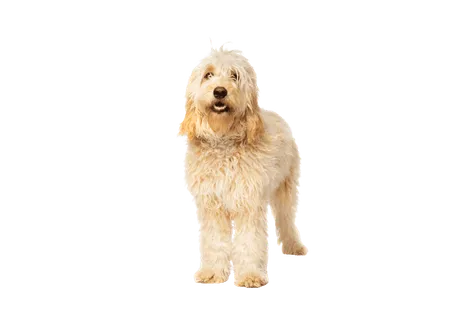 Goldendoodle (4)