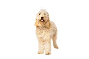 Goldendoodle (4)