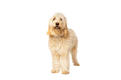 Goldendoodle (4)