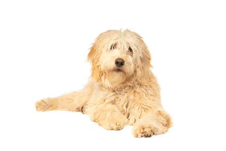 Goldendoodle (3)