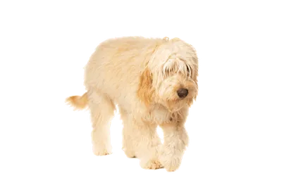 Goldendoodle (2)