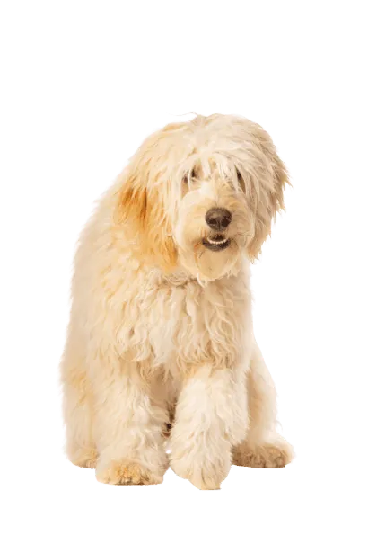 Goldendoodle (5)