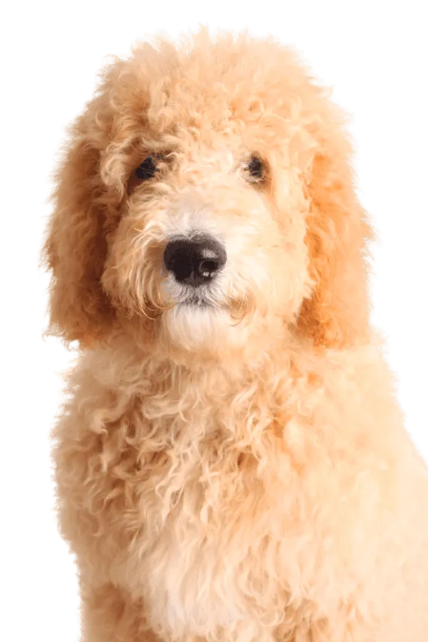 Goldendoodle Bild