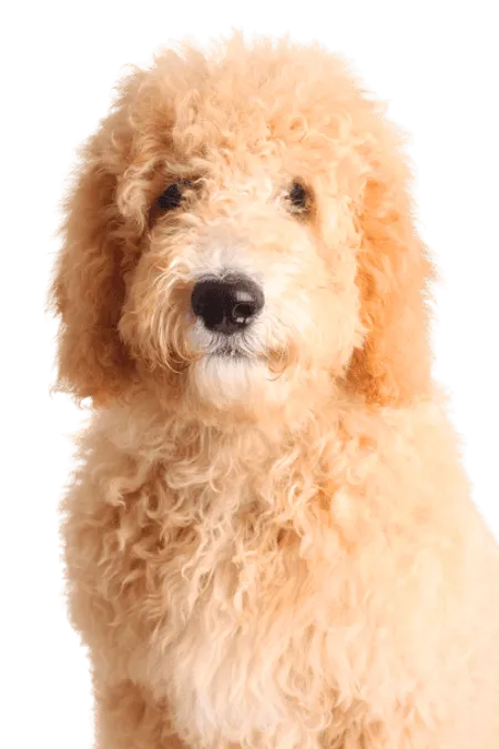 Bild für Goldendoodle