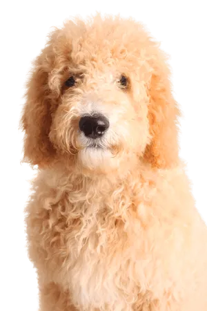 Goldendoodle