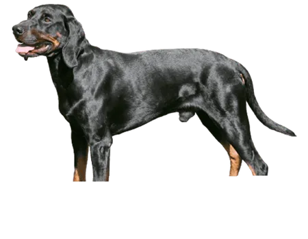 Bild für Gończy Polski