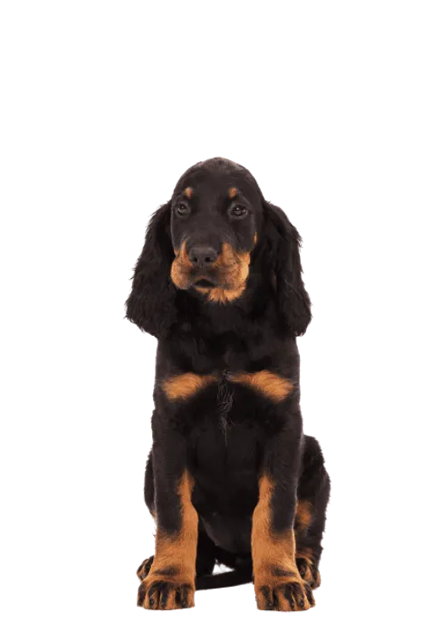 Gordon Setter (5)