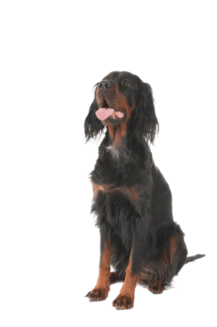 Gordon Setter (2)
