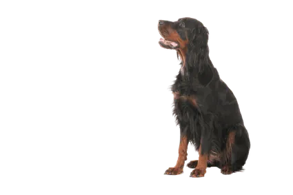 Gordon Setter (1)