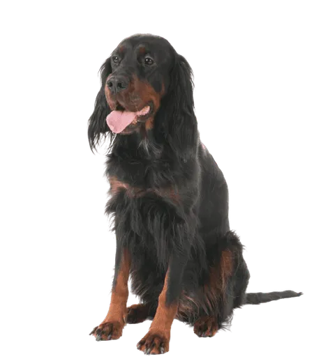 Bild für Gordon Setter