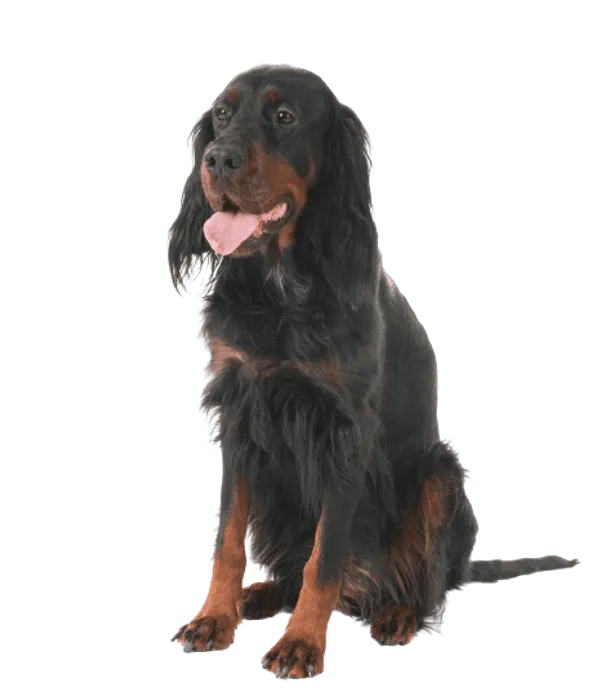 Gordon Setter Bild