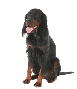 Gordon Setter