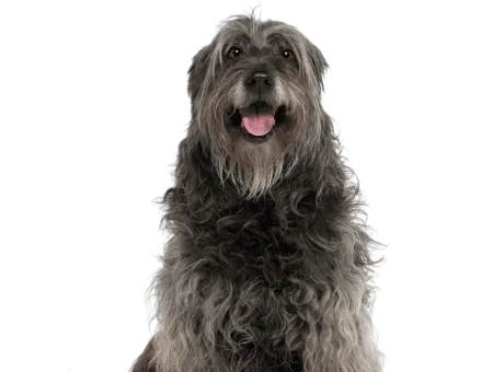 Bild für Gos d’Atura Català