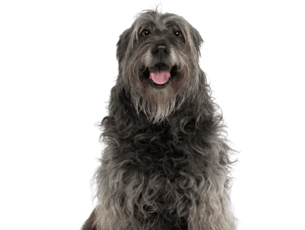 Gos d’Atura Català Bild