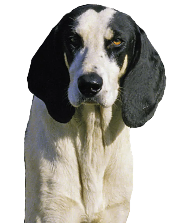 Grand Anglo-Français blanc et noir Bild