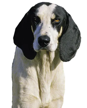 Grand Anglo-Français blanc et noir