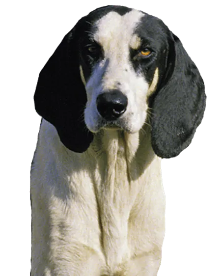 Bild für Grand Anglo-Français blanc et noir