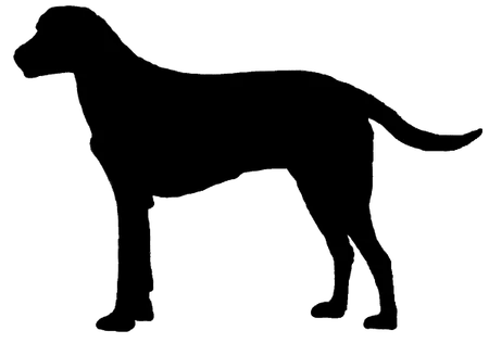 Bild für Grand Anglo-Français blanc et orange