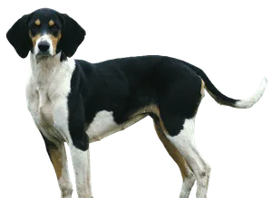 Grand Anglo-Français tricolore