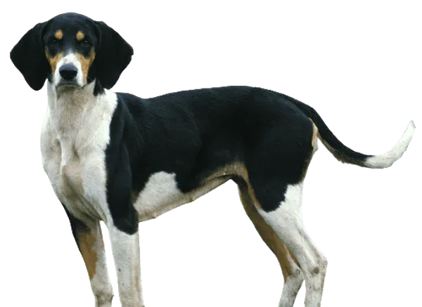 Grand Anglo-Français tricolore Bild