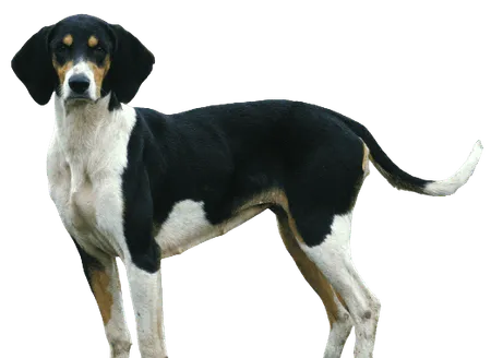 Bild für Grand Anglo-Français tricolore