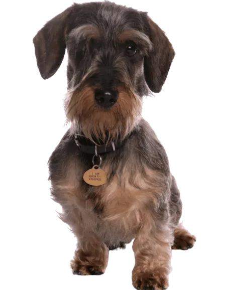 Bild für Grand Basset Griffon Vendéen