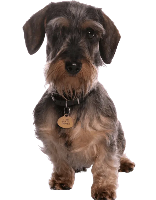 Grand Basset Griffon Vendéen Bild