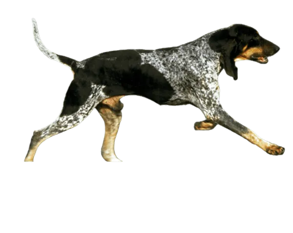 Grand Bleu de Gascogne Bild