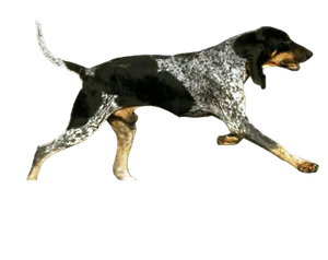 Grand Bleu de Gascogne