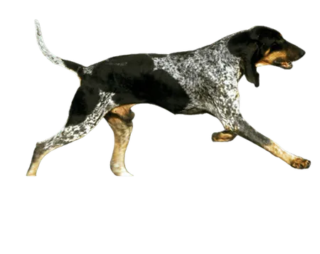 Bild für Grand Bleu de Gascogne