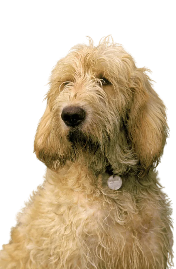 Grand Griffon Vendéen Bild