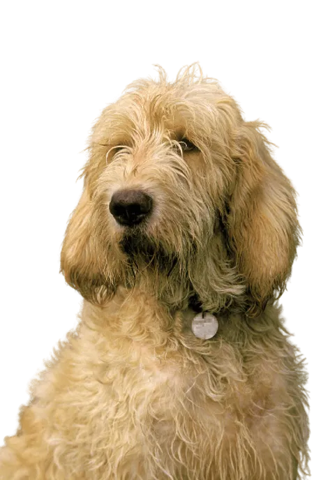 Bild für Grand Griffon Vendéen