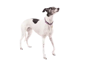Greyhound