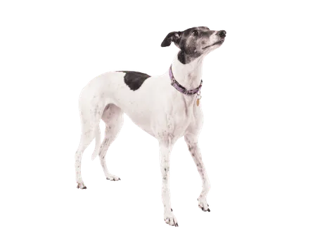 Greyhound
