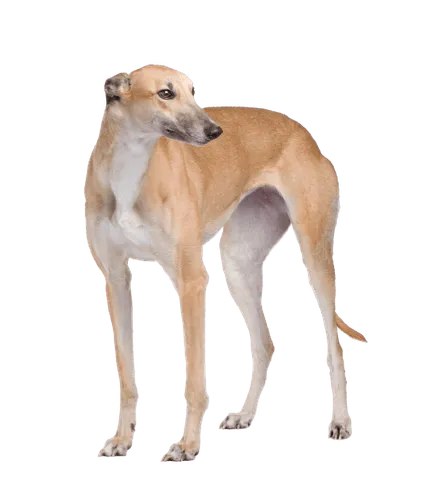 Greyhound