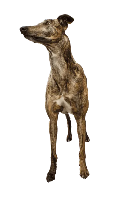 Greyhound