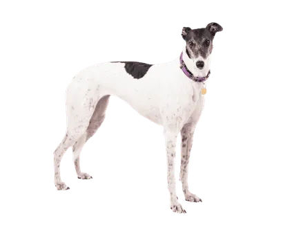 Greyhound