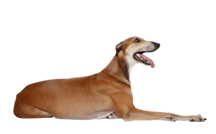 Greyhound